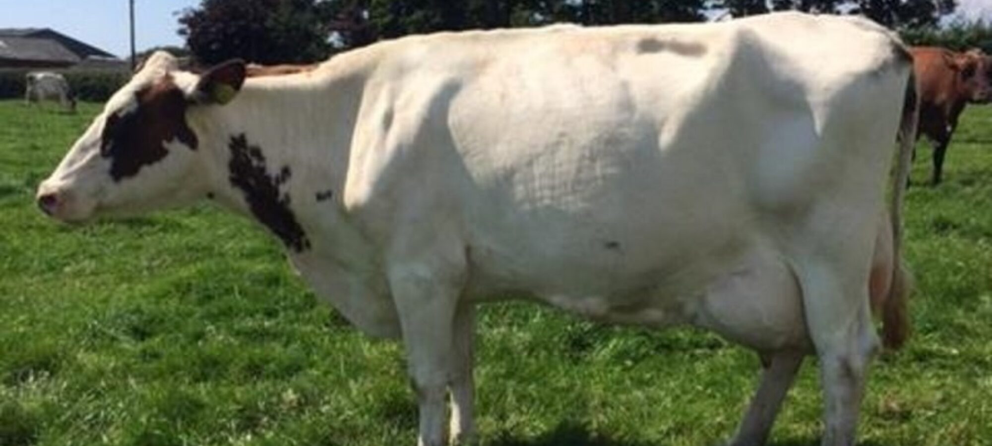 Plaskett Norma 22 EX93 sired by Hunnington Admiral