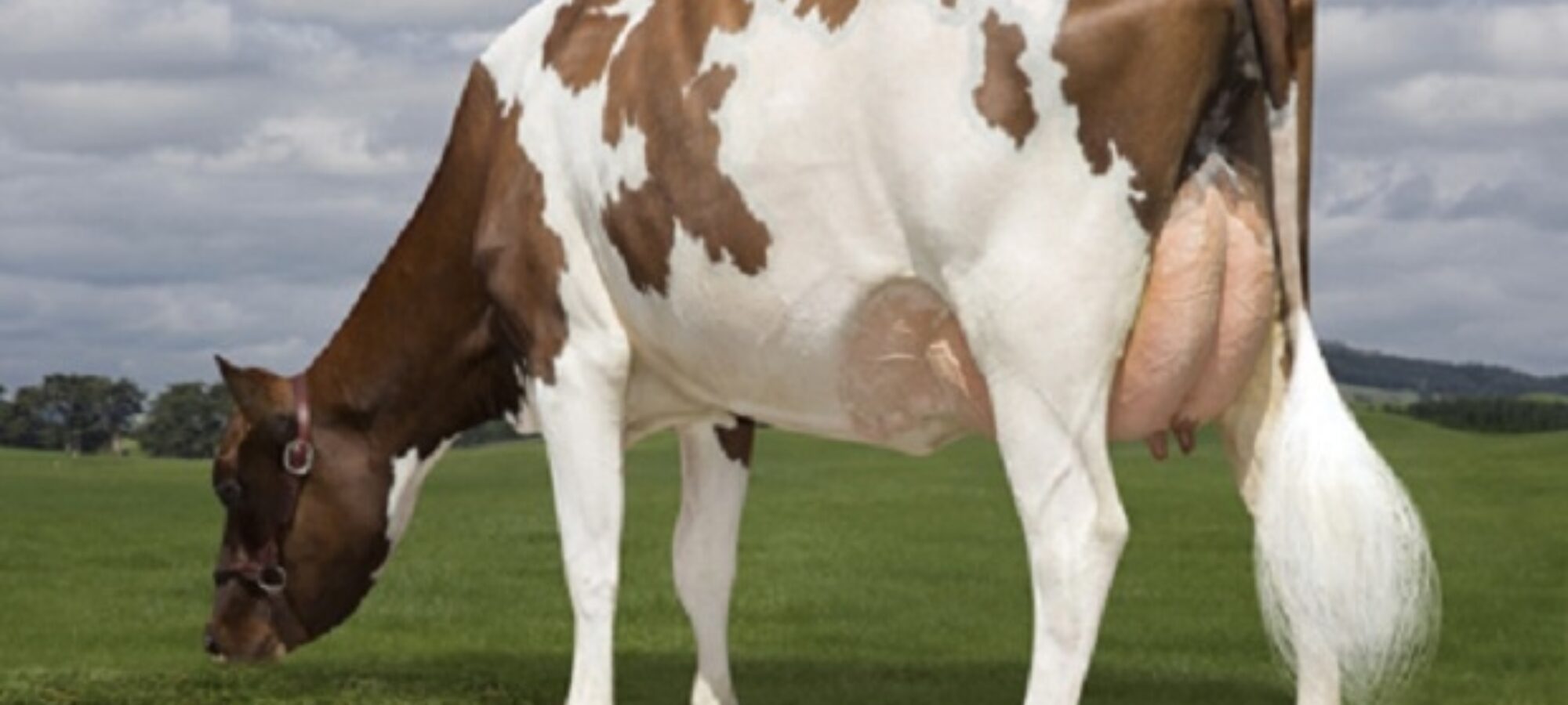Pukekaraka Crown Lady by Ardmore Crown Napier