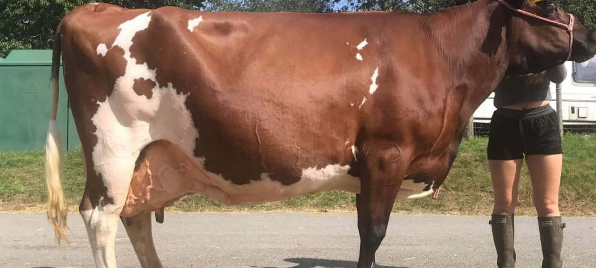 Haresfoot Napier Punch - Dam of Gwynnog Primetime the Number 1 Type bull in the country