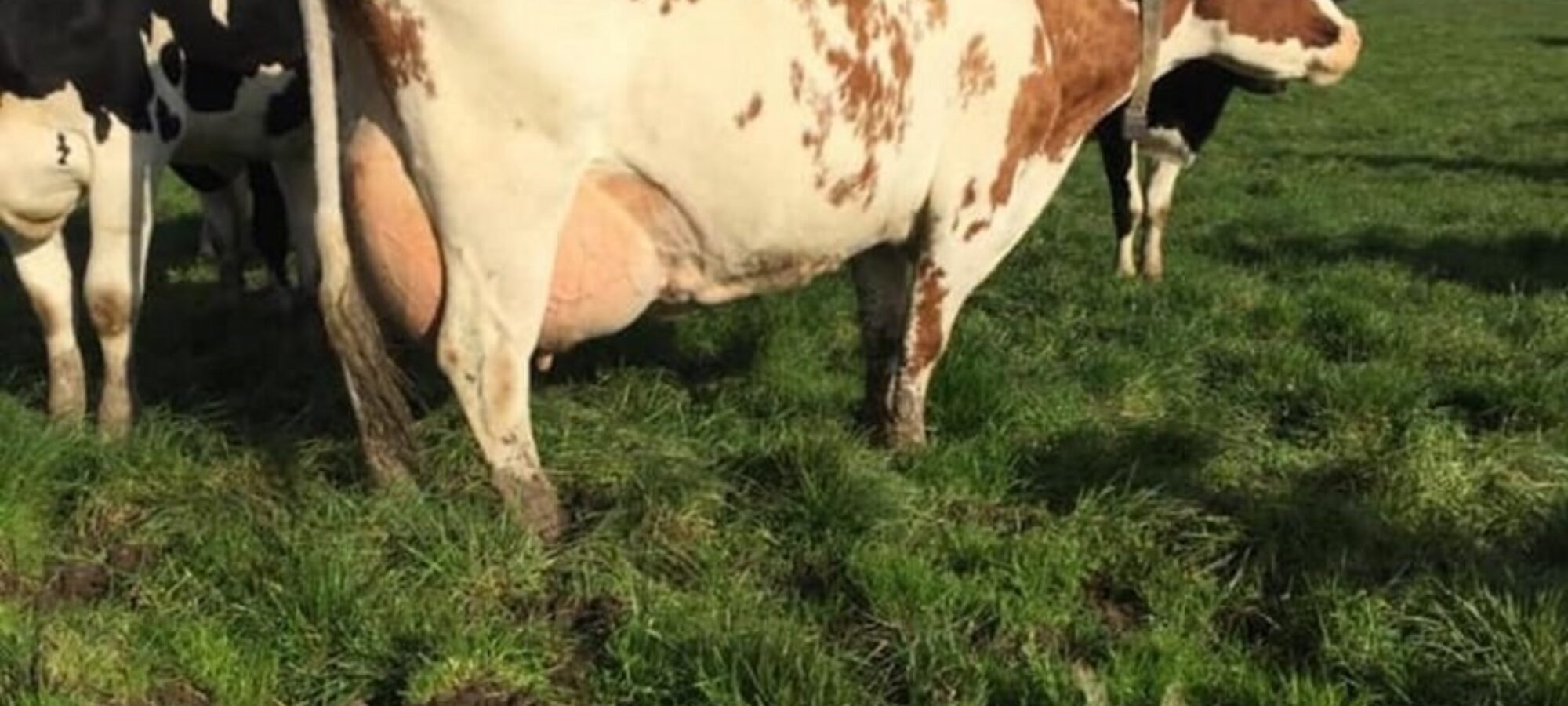The dam of Moathouse Monopoly - Pylon Minty 12 EX95 (7E)