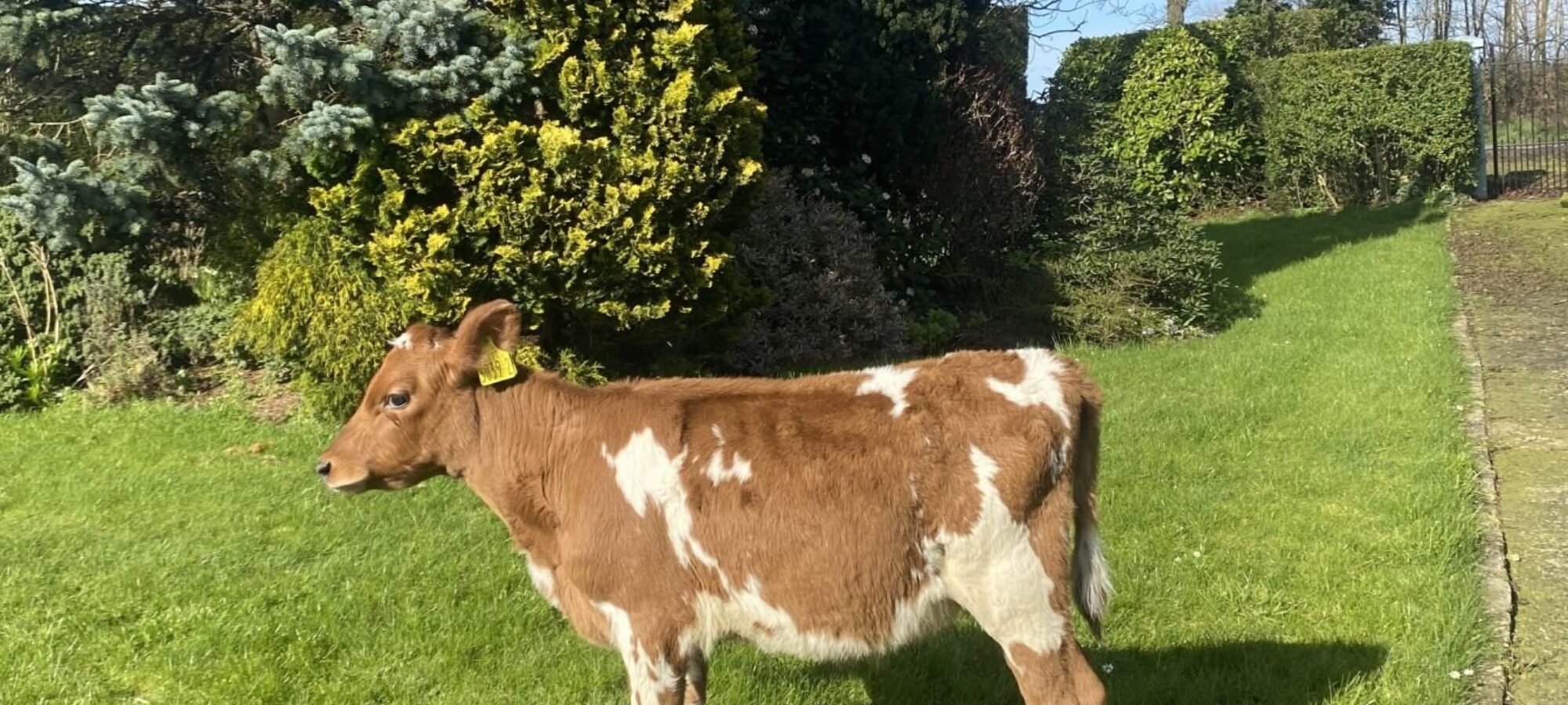 Lot 1 - Ravenhill Nickle Ethel 2