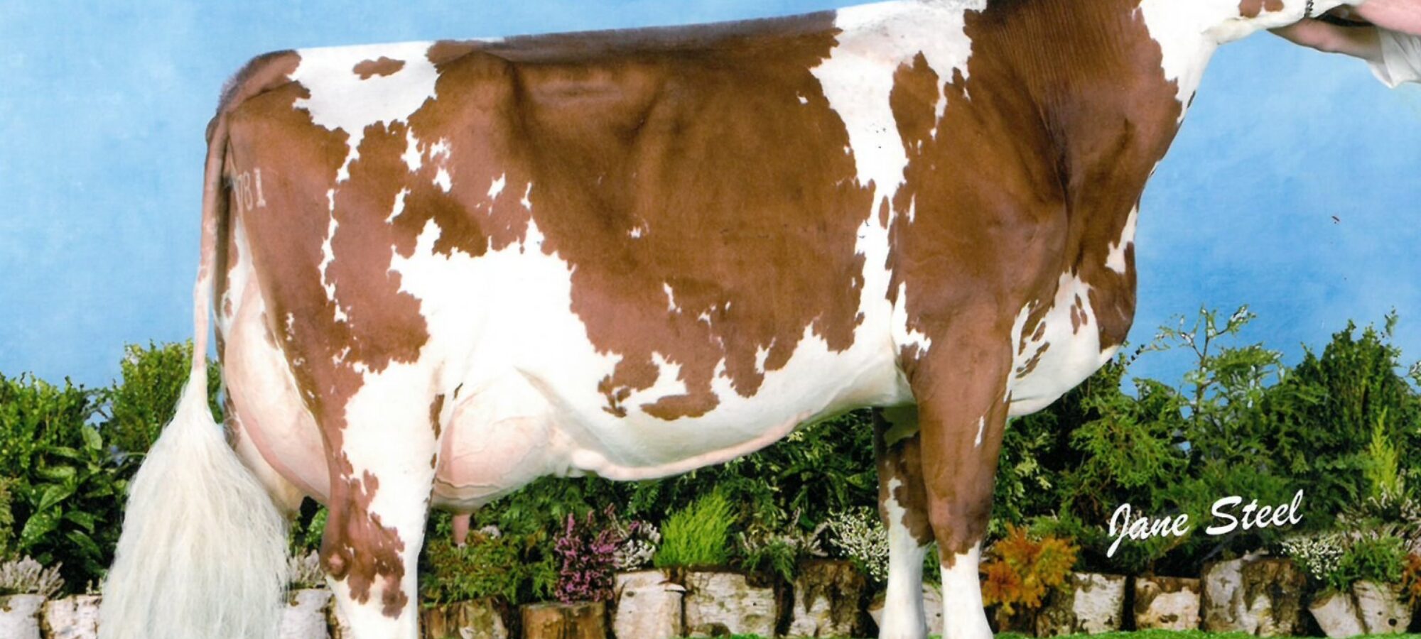 Dam of Victory Ravenhill Ethel 350