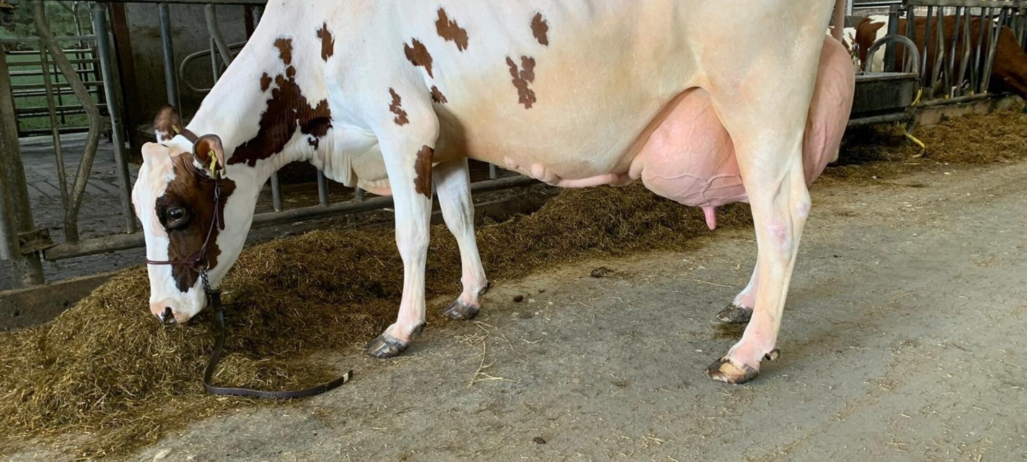 Cuthill Towers Crown Ray EX96 - sired by Ardmore Crown Napier