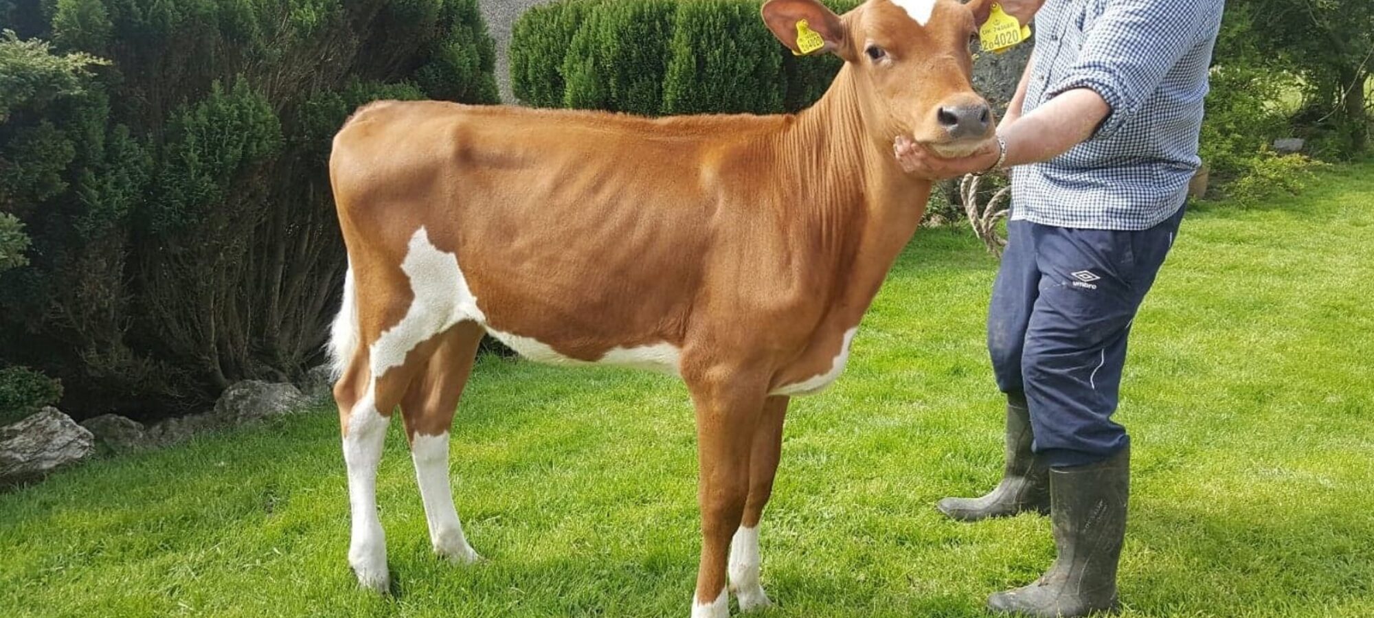 Rhos Pamelas Hunny - The 2018 Conference top price of 10,800 !!
