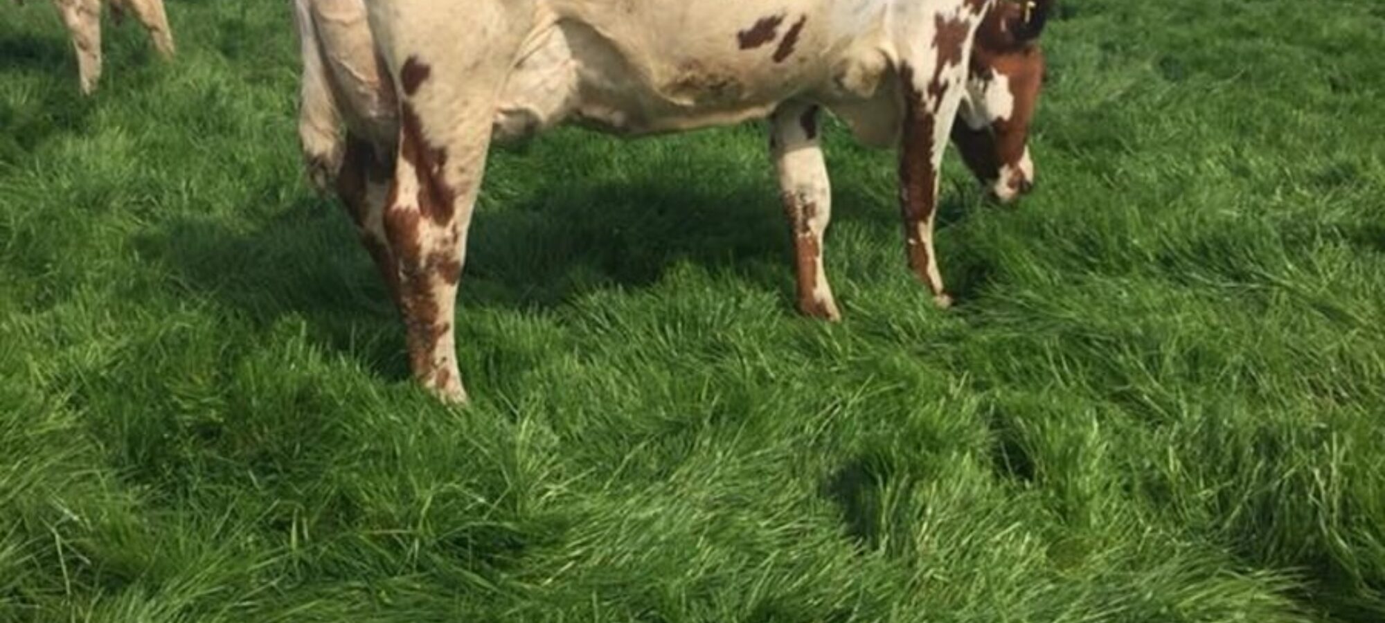 A daughter of Ardmore Crown Napier in the Rhos Herd