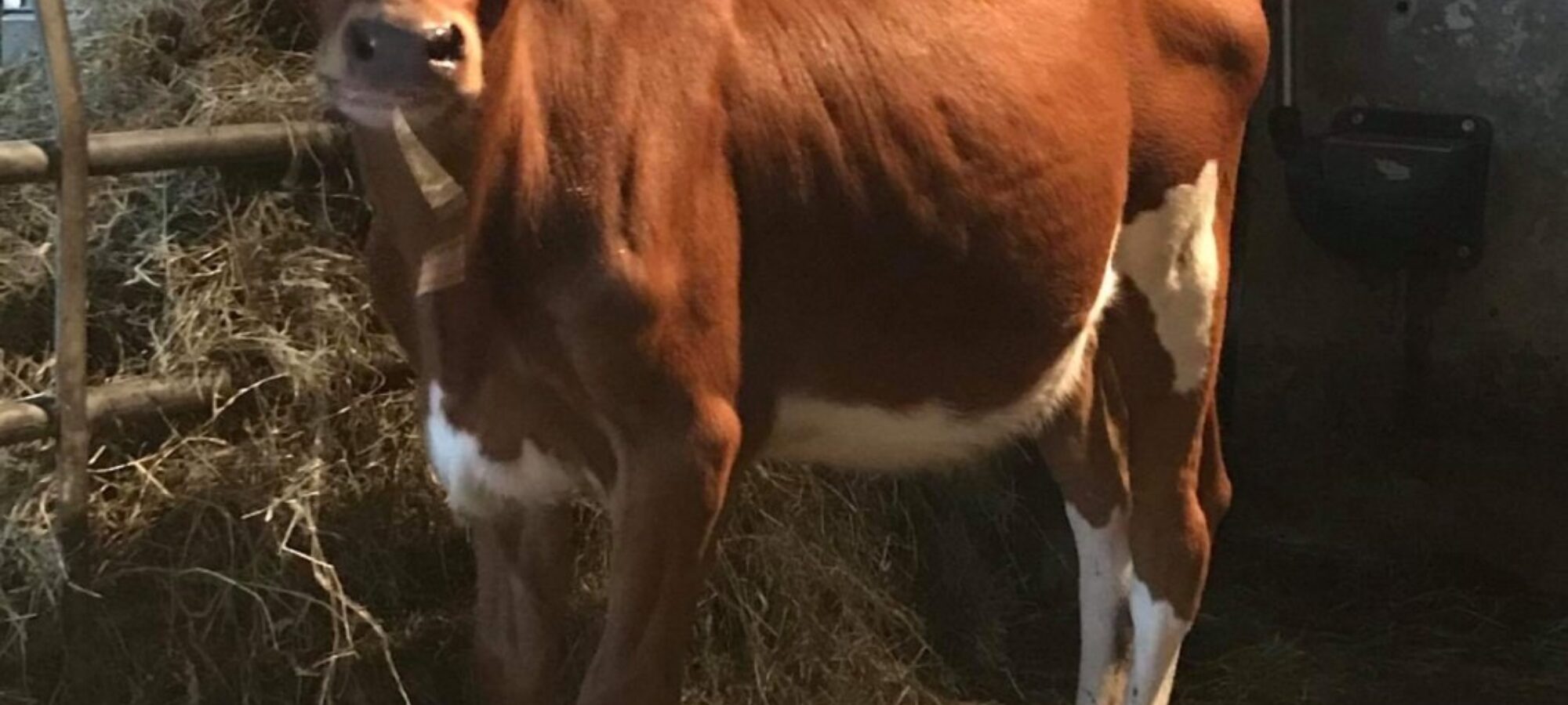 Top price at the 2018 Conference sale - Rhos Pamelas Honey sold for £10,800