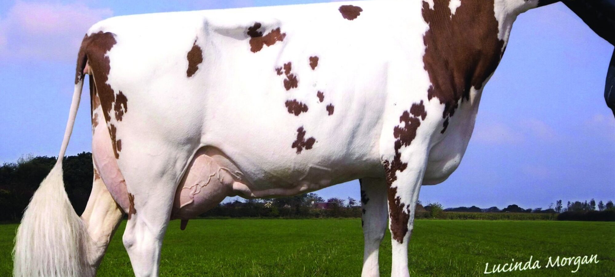Dam of Rosehill Manderville