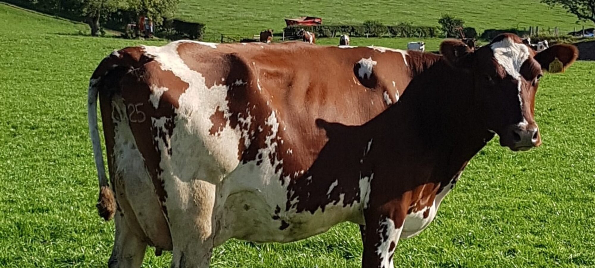 A Rosehille Manderville daughter in the Carnell herd