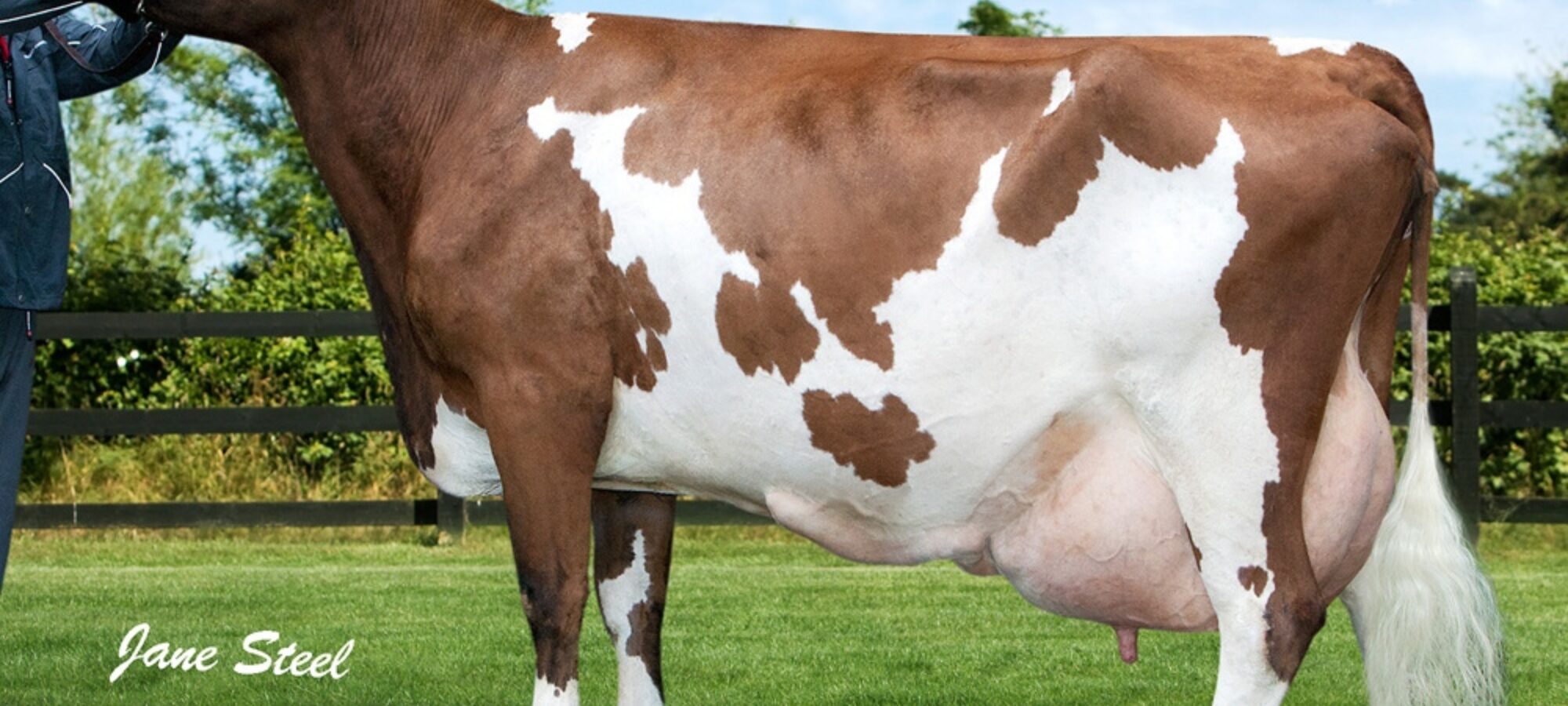 Ravenhill Tulip 26 EX 94 8E
