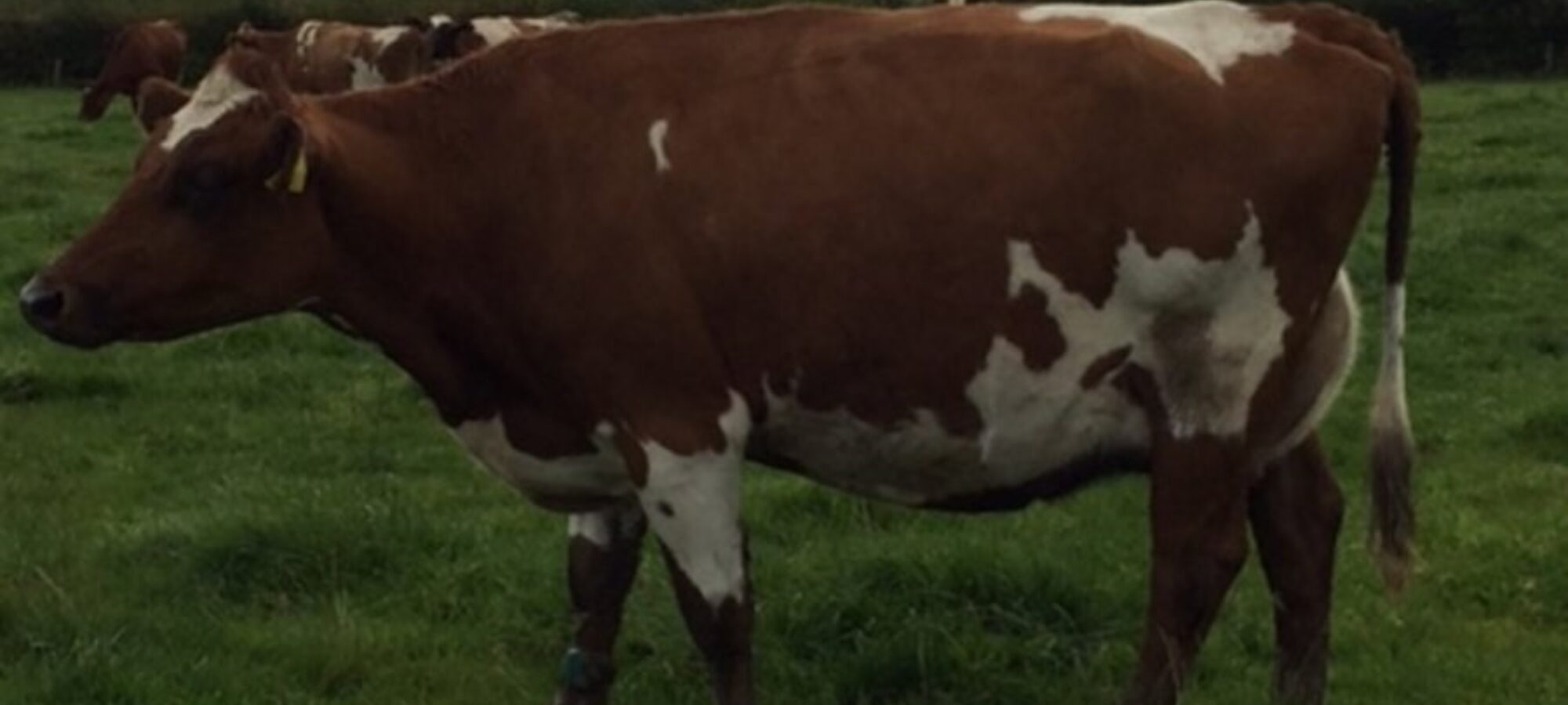 A Modern Reality daughter in the Sanderson Herd in Cumbria