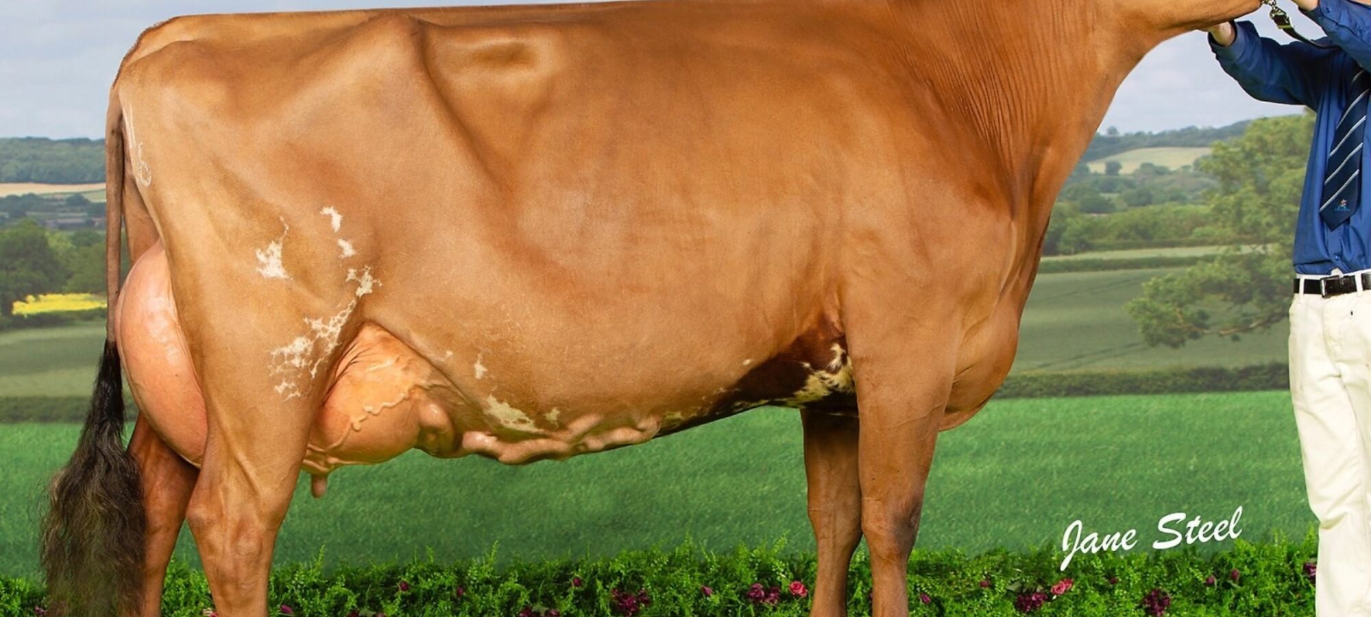 Champion Sandyford Dark Hester