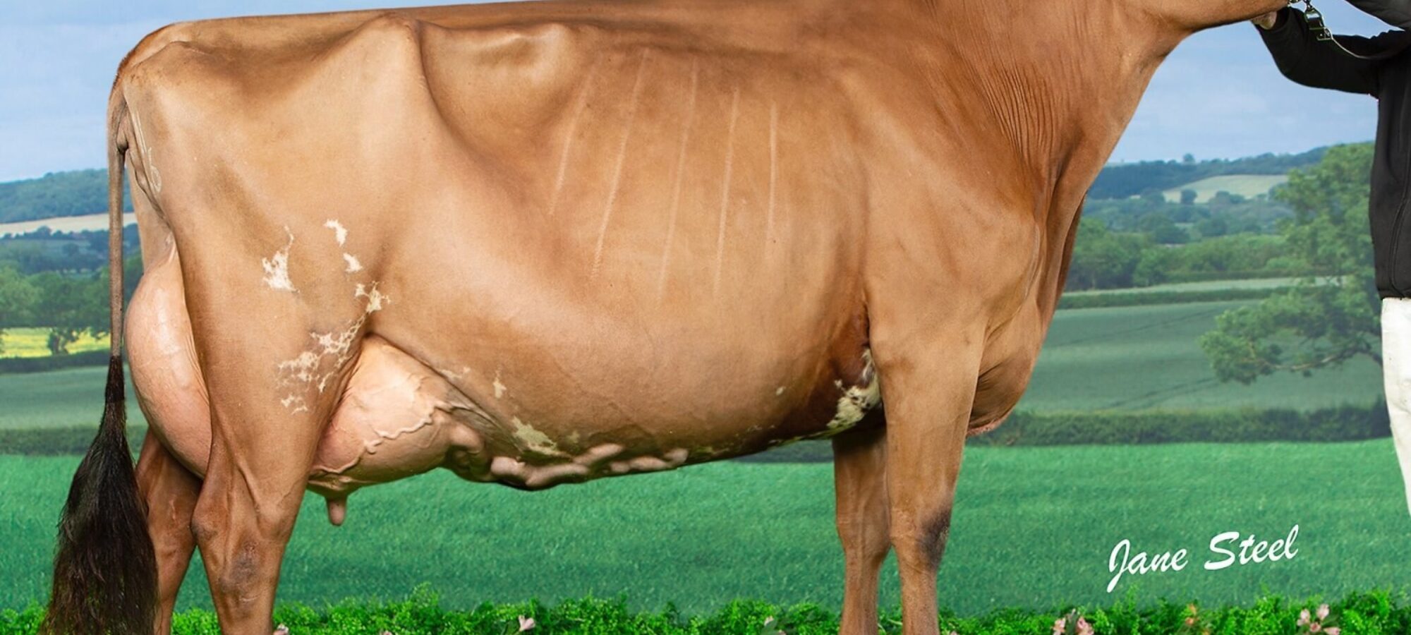 Champion, G5 Sandyford Dark Hester