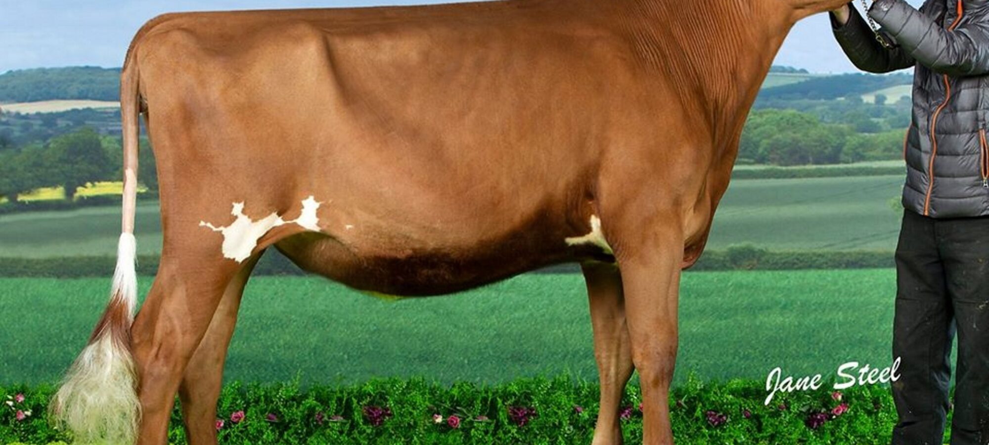 Sandyford Famed Clover - Sired by Hunnington Famous