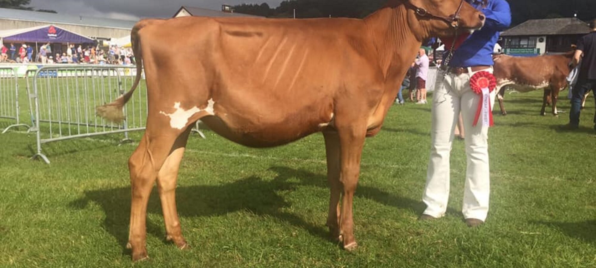 Sandyford Famed Clover - Sired by Hunnington Famous