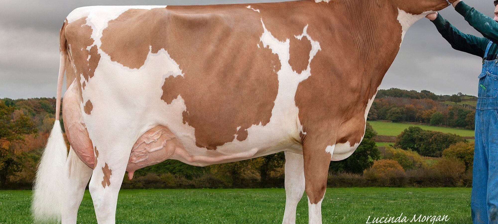 Sandyford Supreme Fable 2 Winning 4yr old 2020