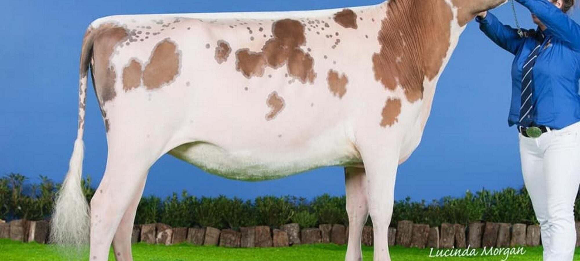 Sandyford Supreme Sea Lily - Sired by Sandyford Supreme