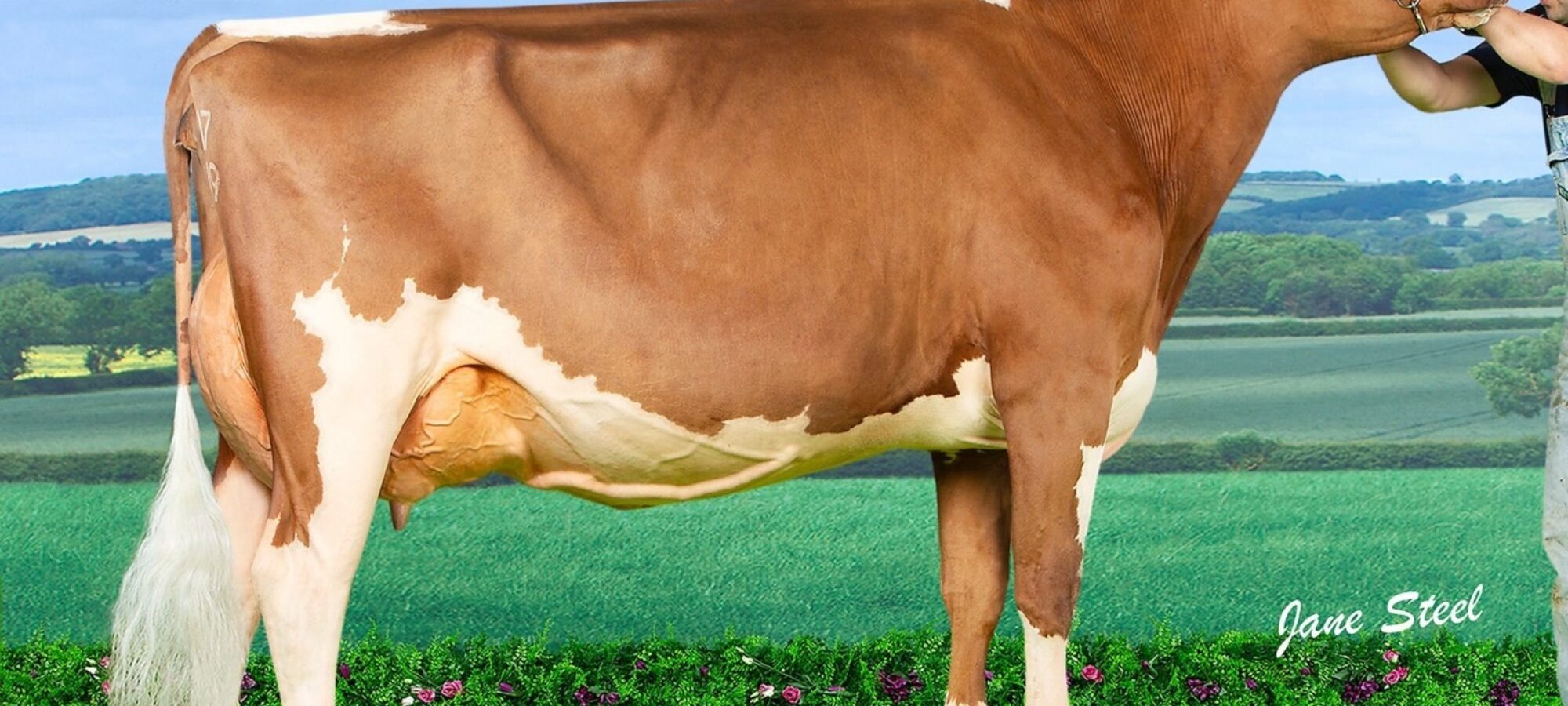 Champion Sandyford Triclo Diamond