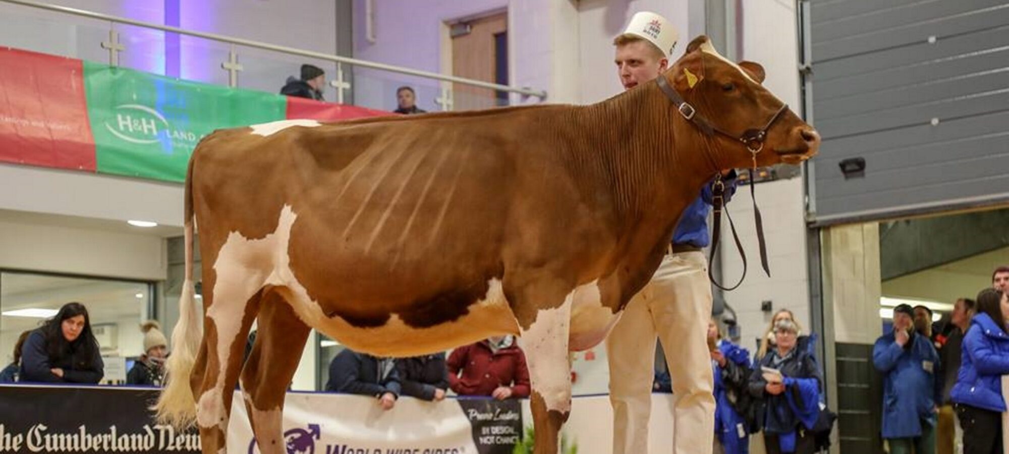Sandyford Triclo Fable - Sired by Sandyford Triclo