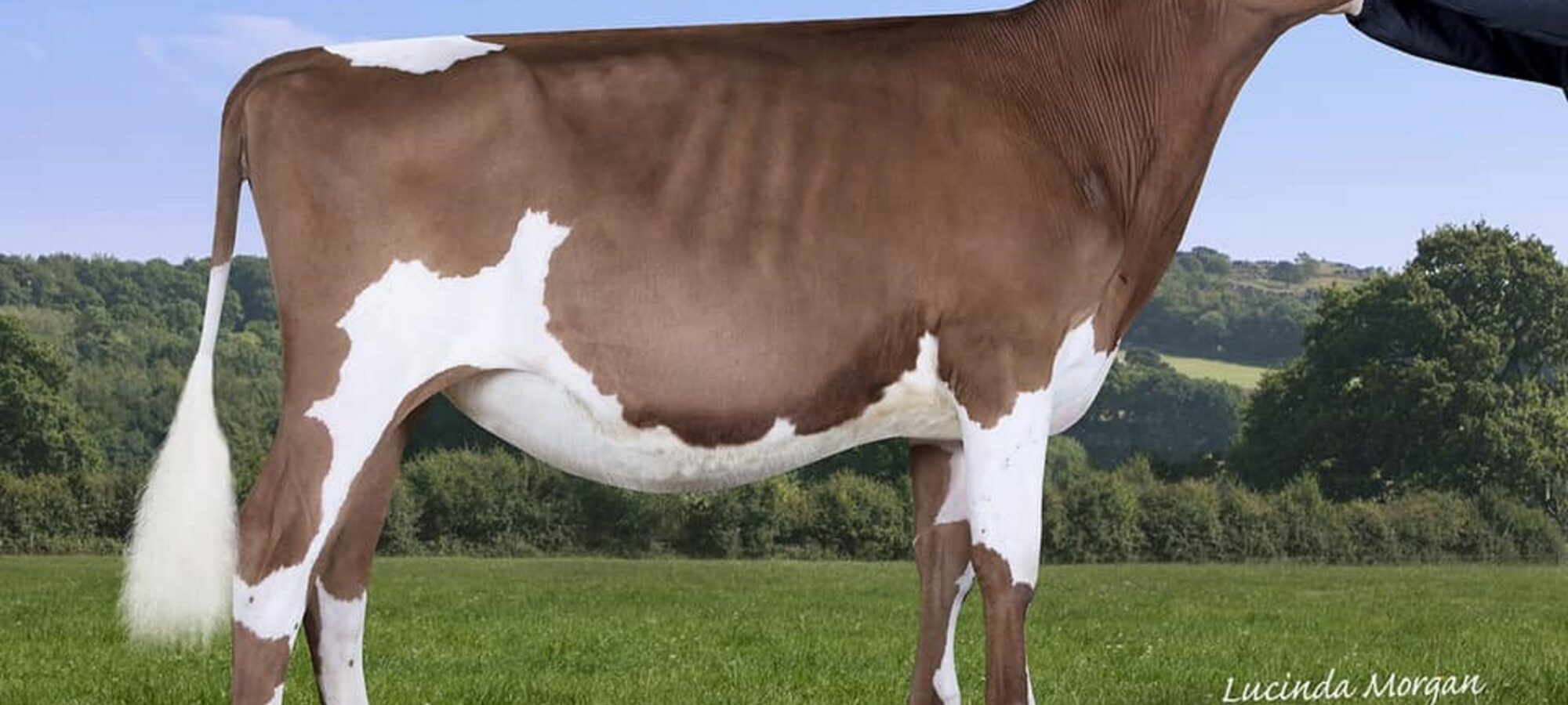 Sandyford Triclo Fable - Sired by Sandyford Triclo