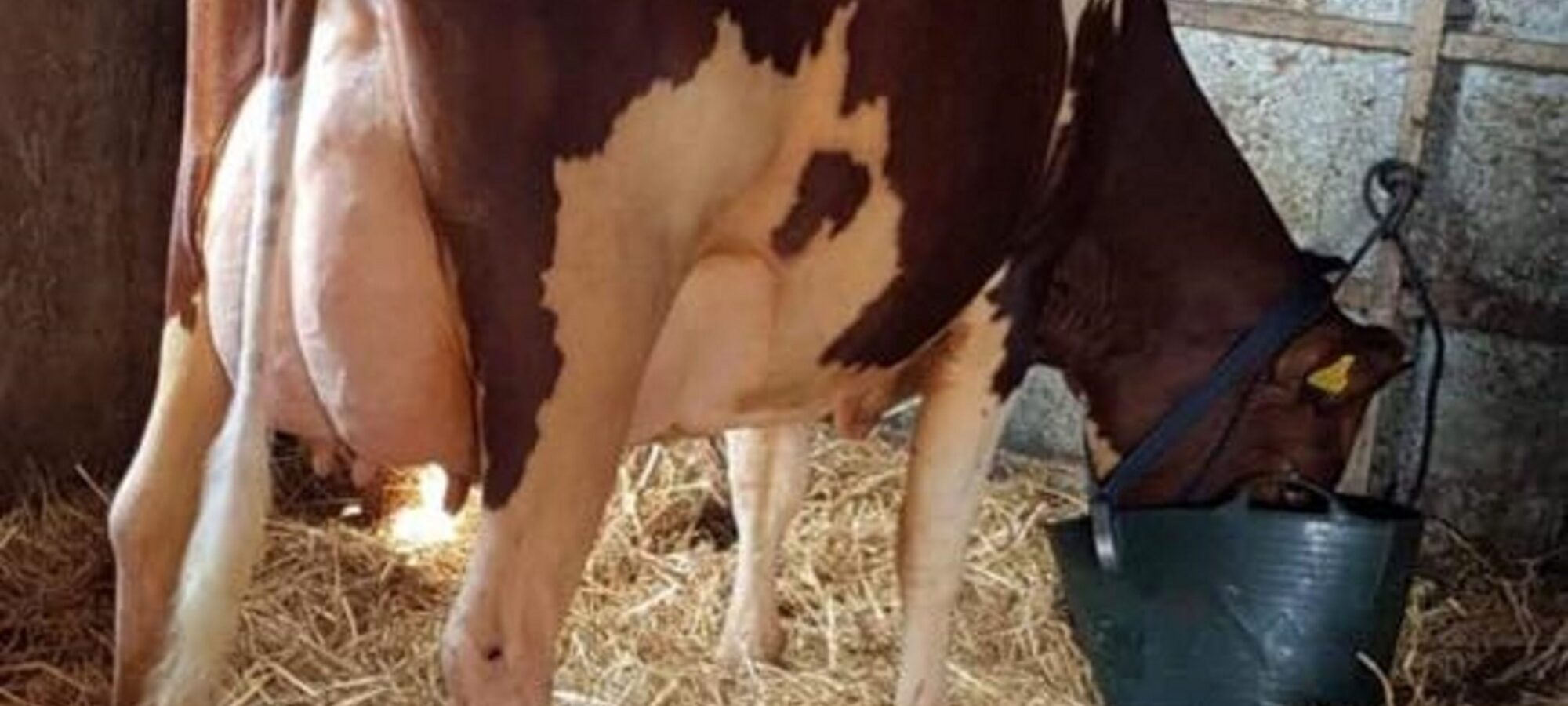 Pictured is one of his many outstanding daughters. This one is Sandyford Vitality Clover who is in the Gwynnog herd.