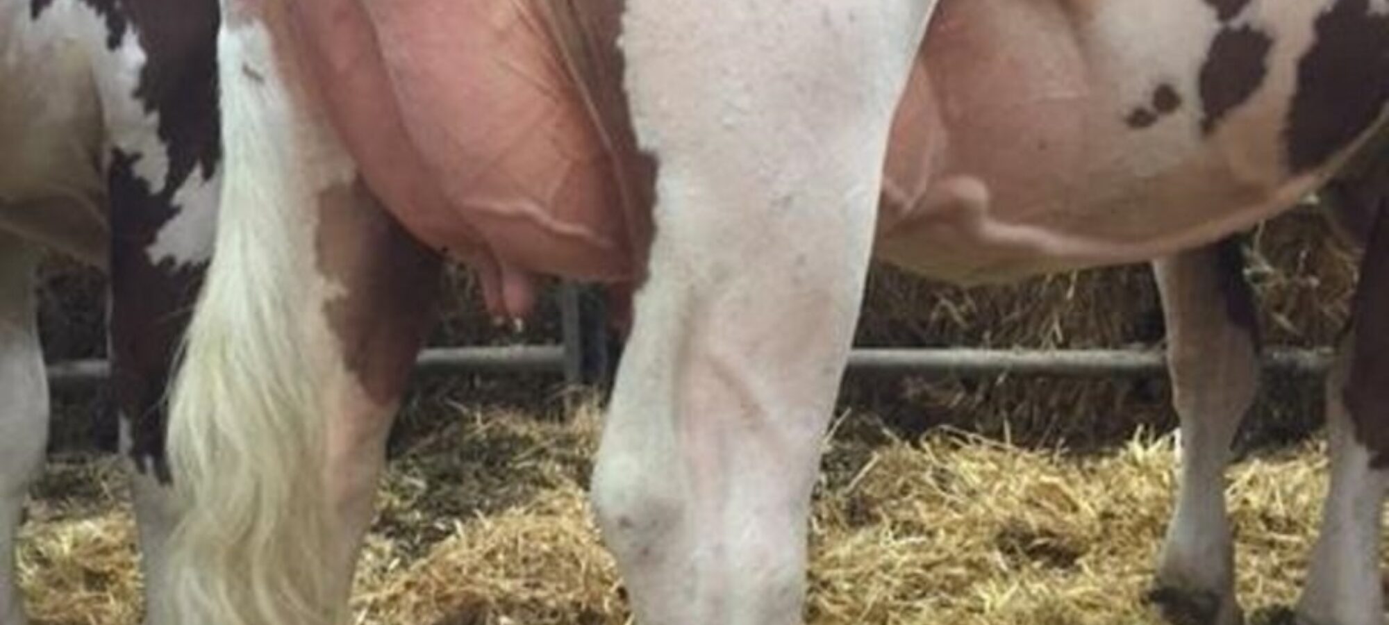 Vitality Daughter in the Lessnessock herd