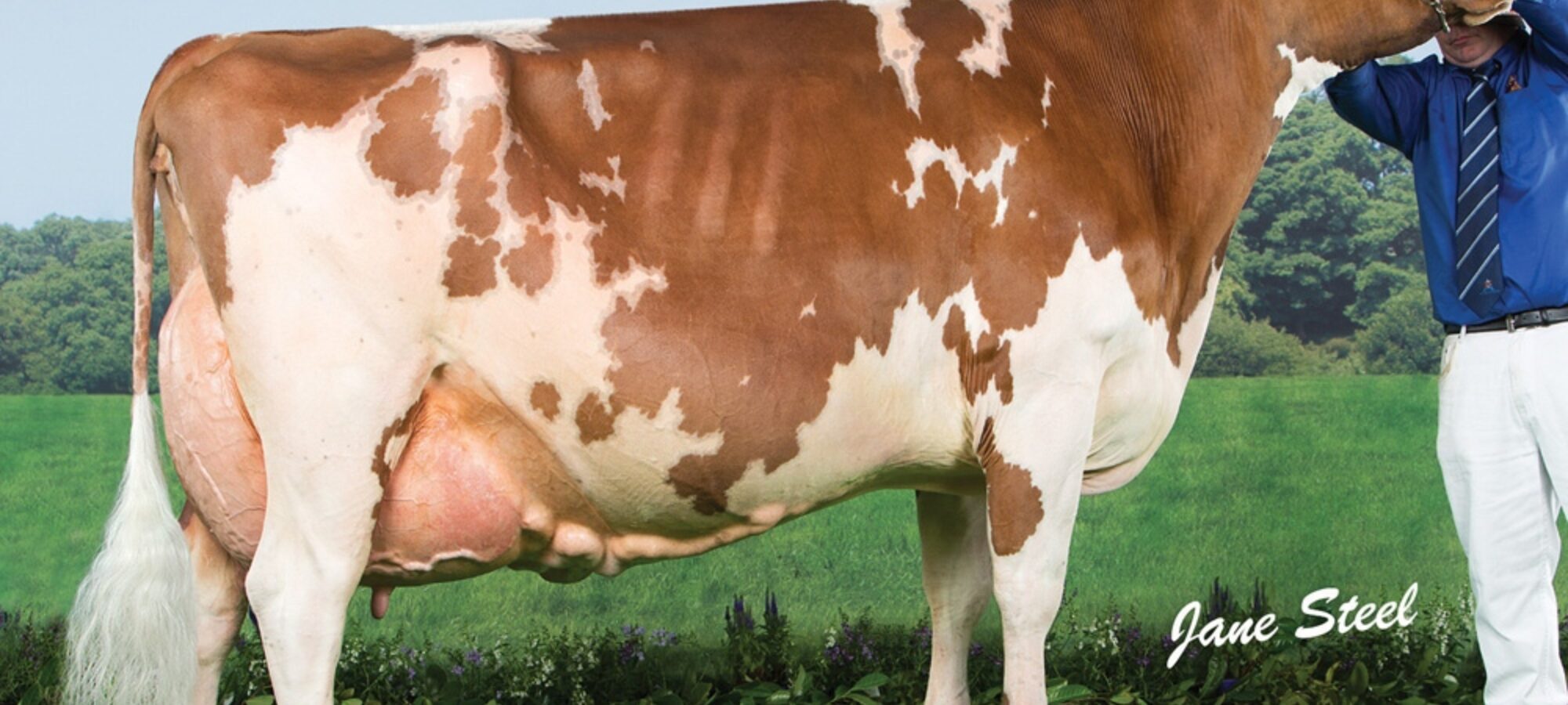Sandyford Clover 10 EX 97 6E - The dam of one of the embryo lots