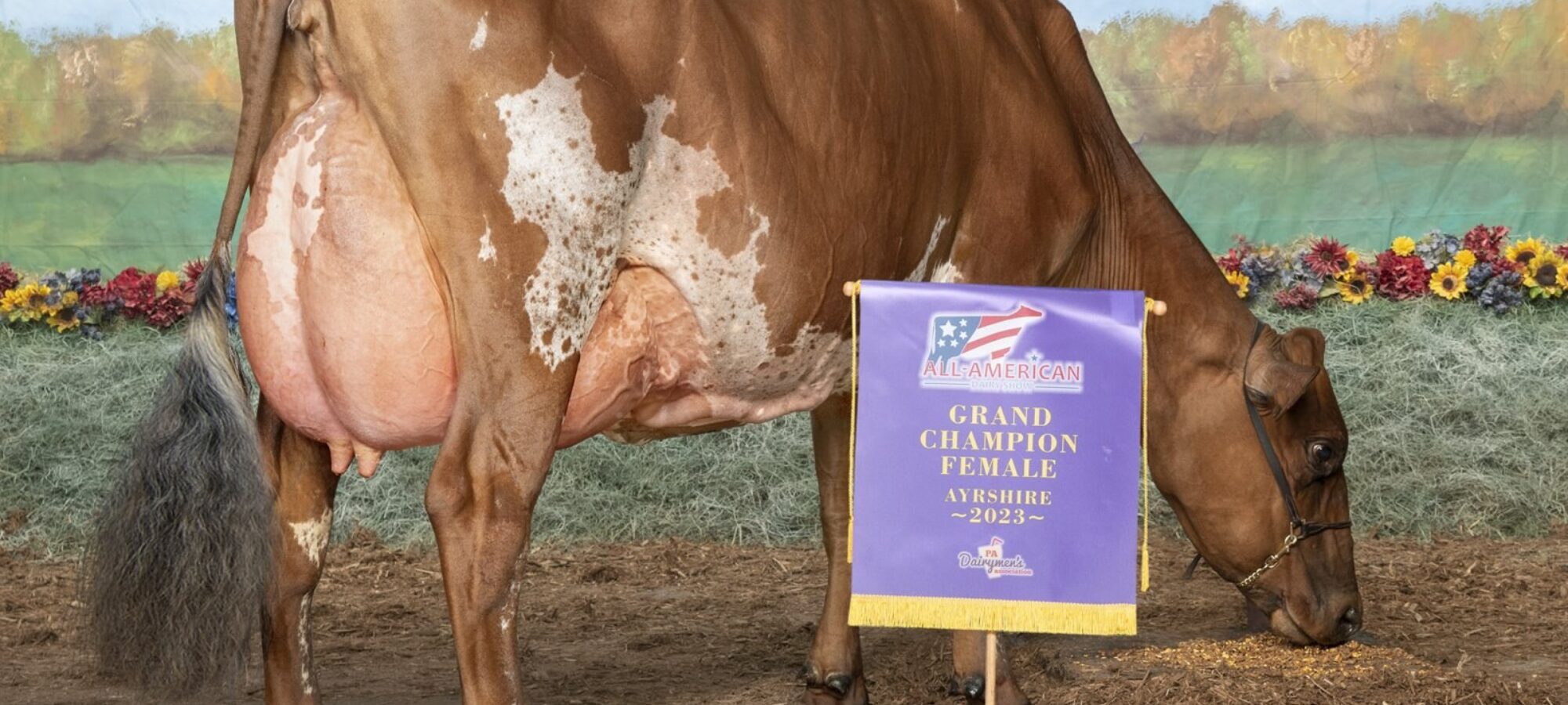 Highest Embryo Lot £1700 per Embryo from Margot Precious USA
