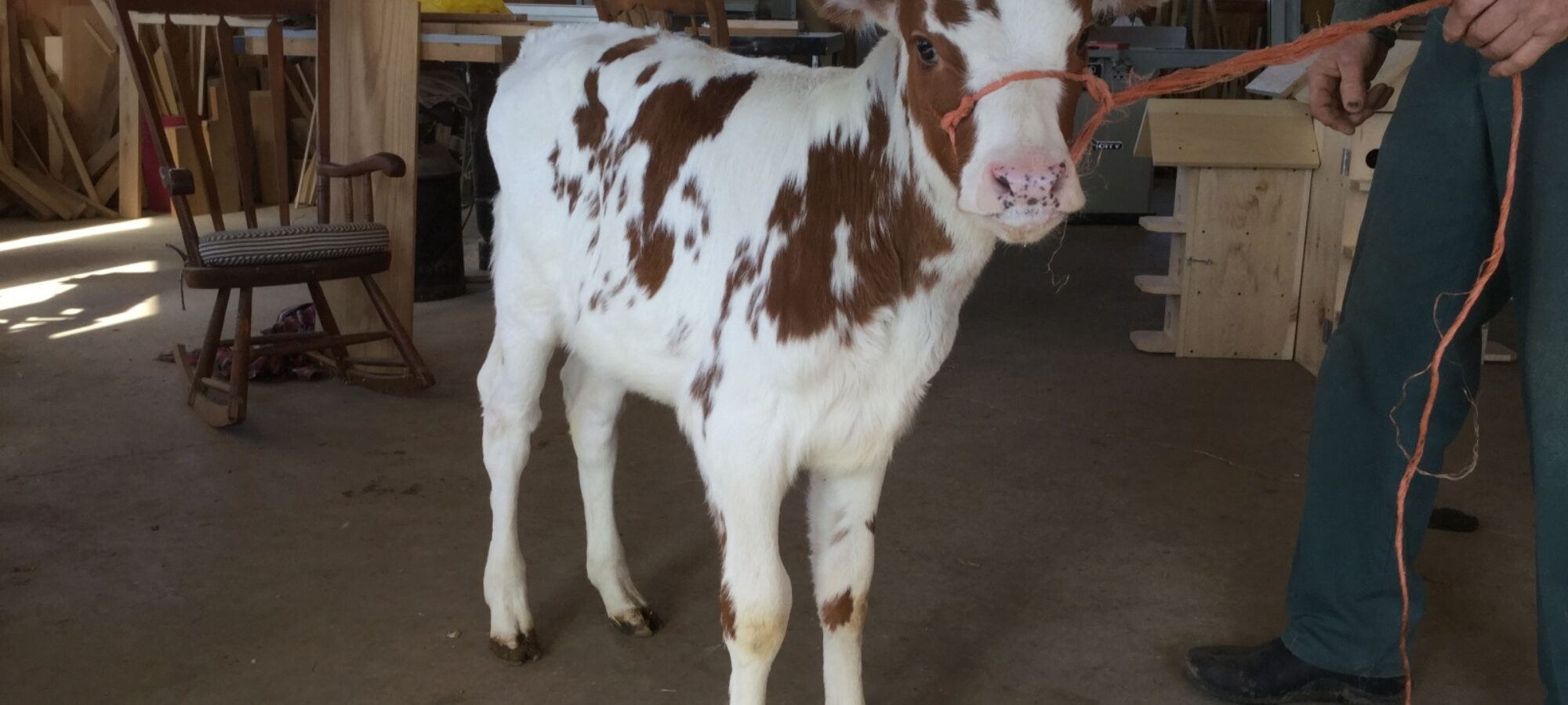 Shady Walnut Mariska - Sired by Hunnington Famous