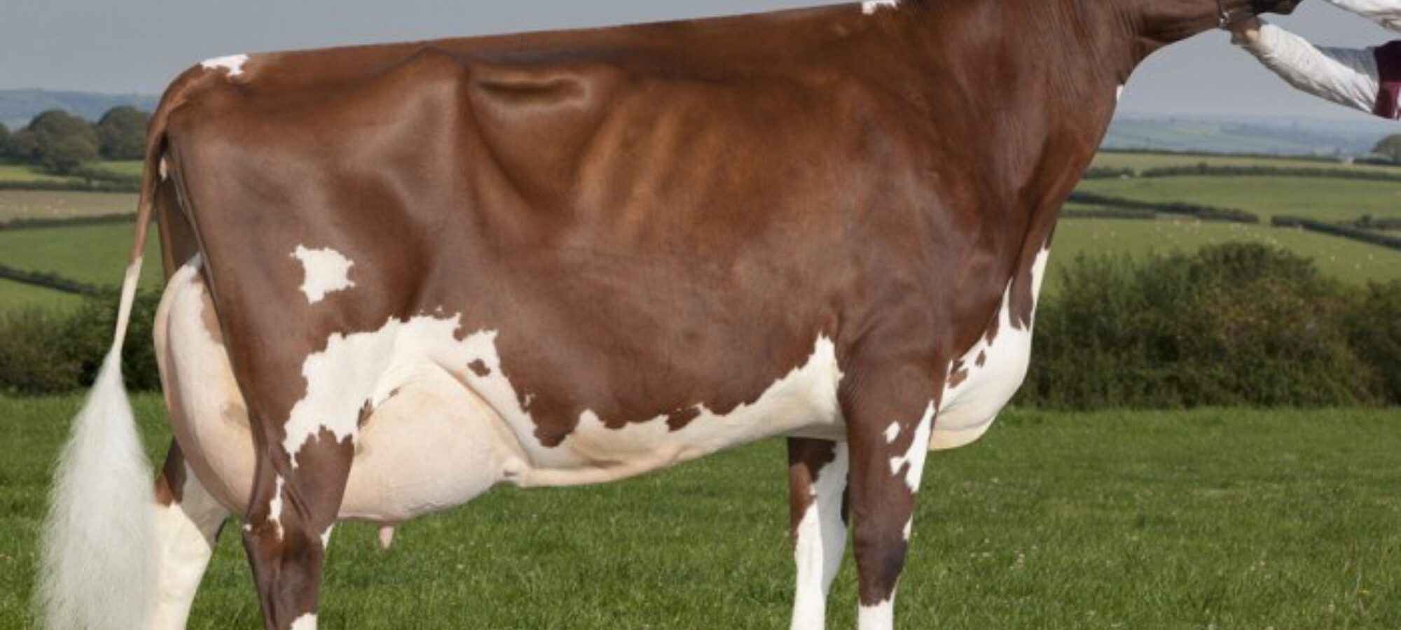 Dam of Rhos Pamelas Honey, just one