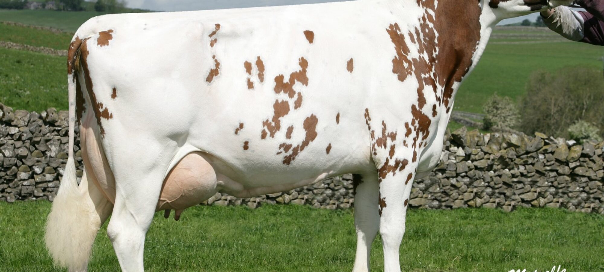 Heydale Winsome 109 who is the dam of Heydale White Willow