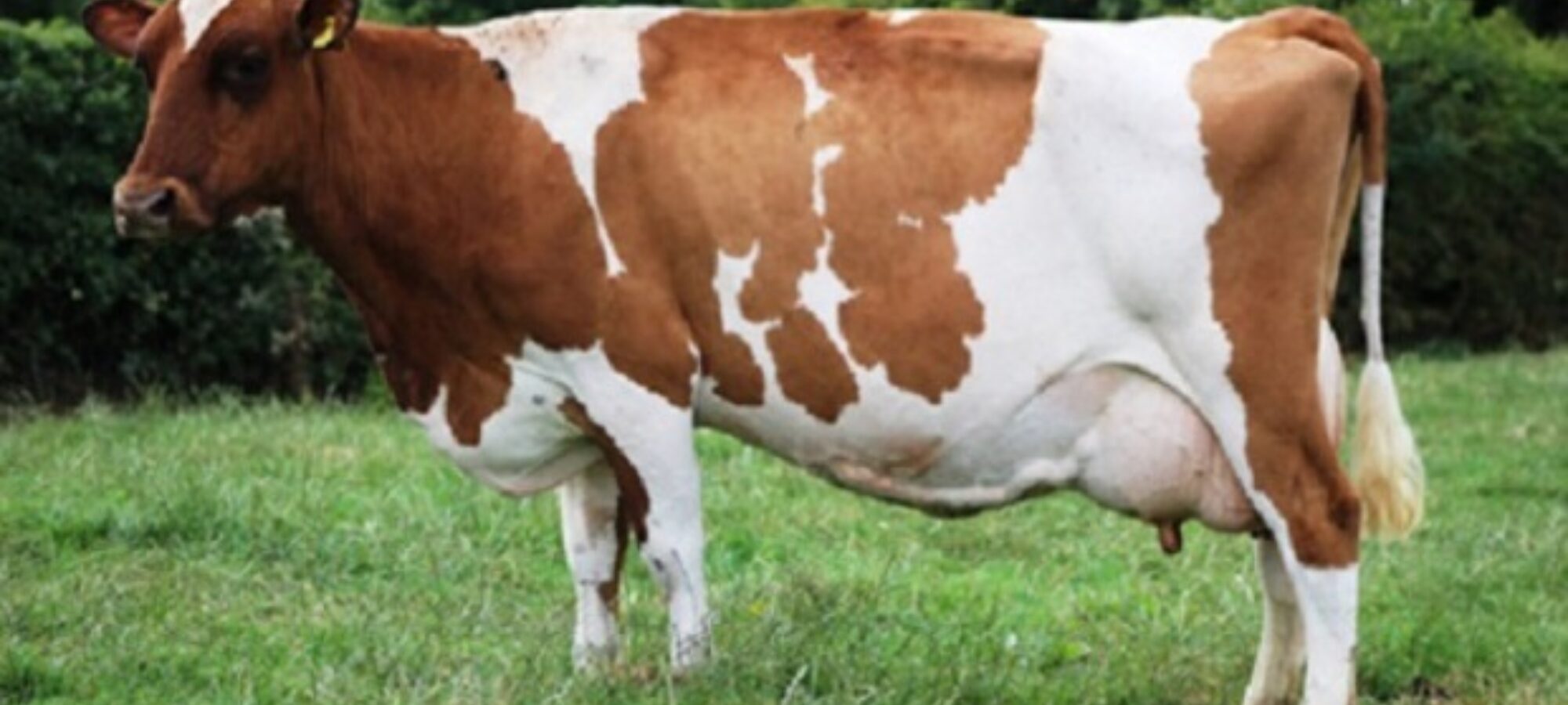 Stamford Charm 62 EX 92