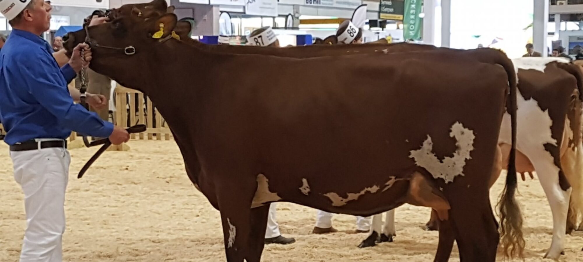 Breed Champion - Butterbesley Ultra-Violet Violet