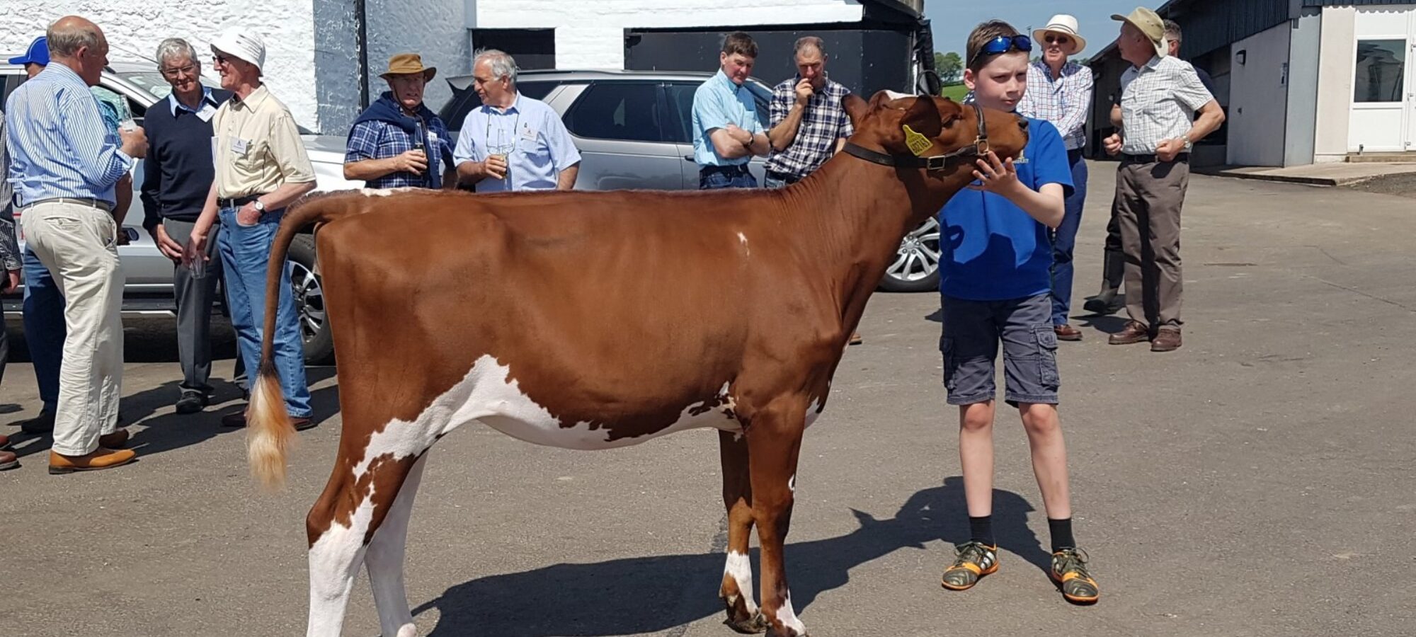 Top Price at £3800 Swaites Dilly 12 from J Adamson