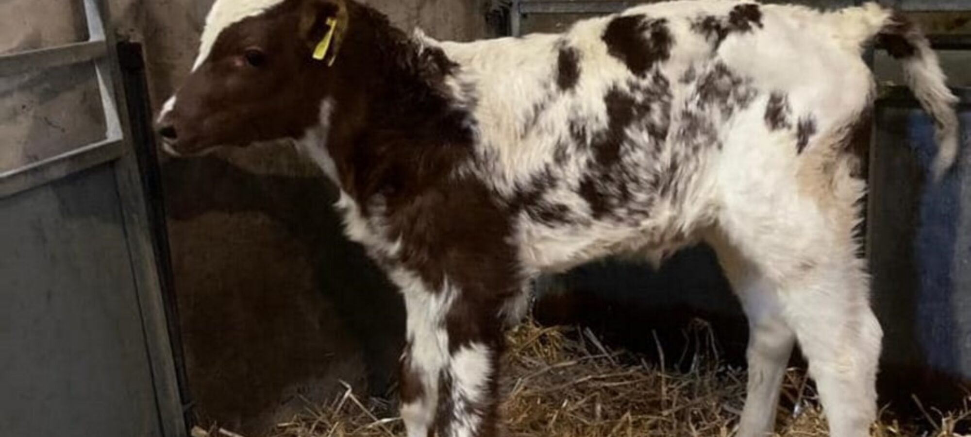 A Royal Flush Sea King calf at Swaites Ayrshire's