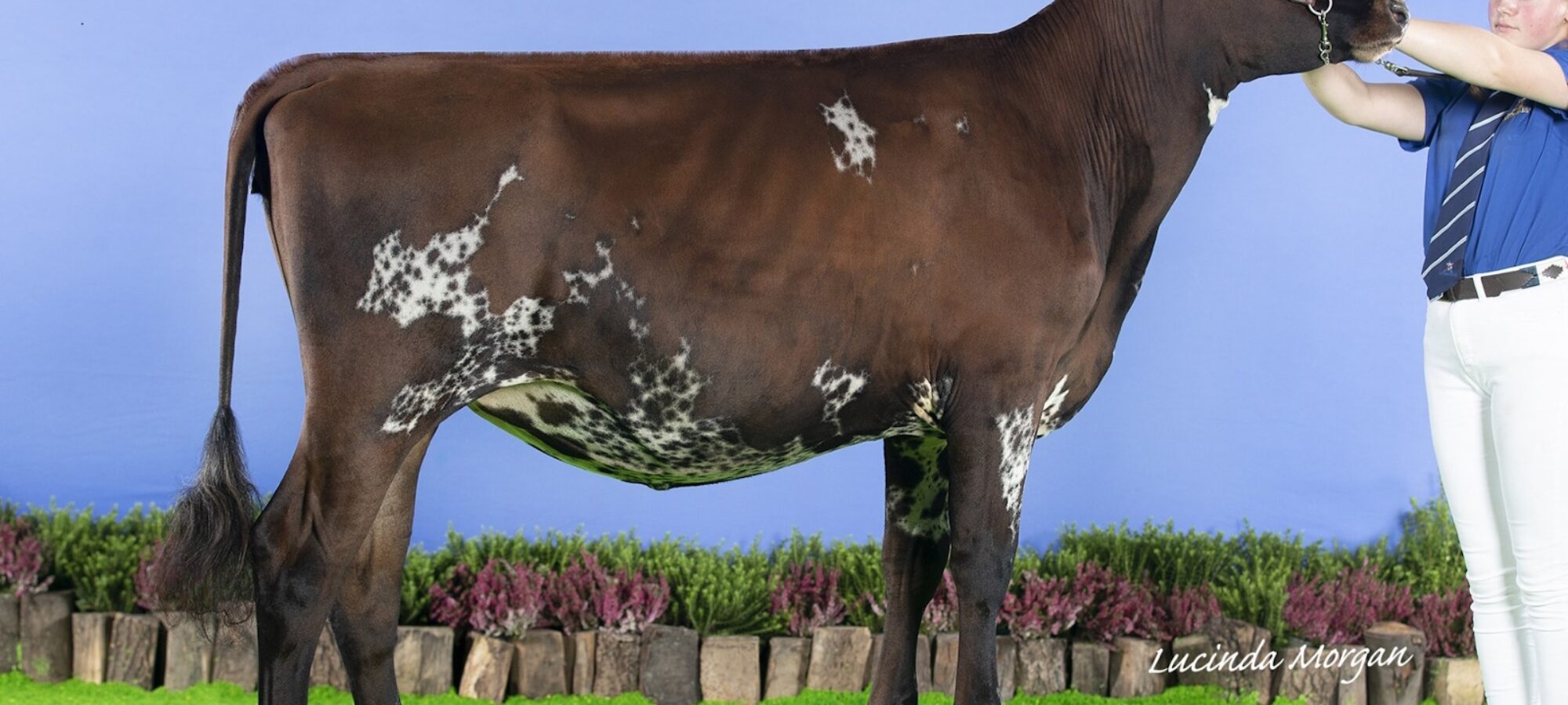 Bigginvale Alison 19 - sired by Alkmonton Stardust