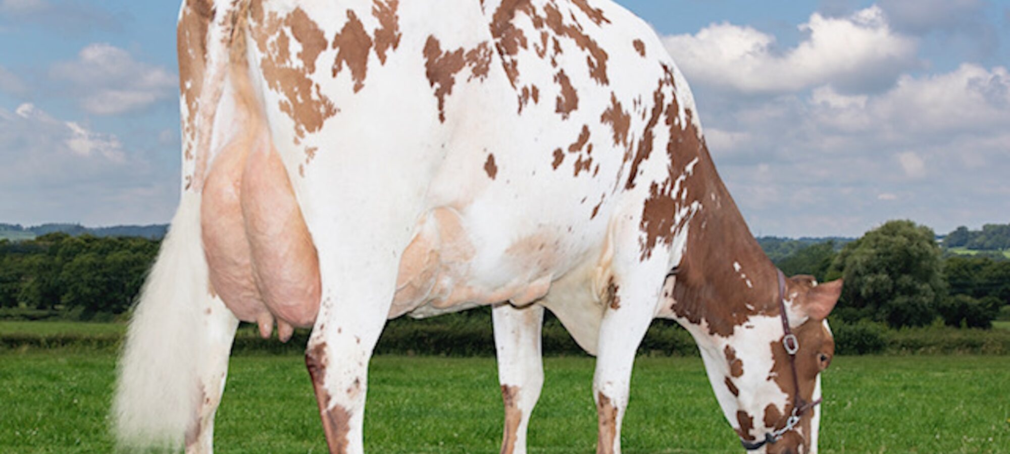 Tontine Astorwell Jive who is sired by Tontine Astorwell.