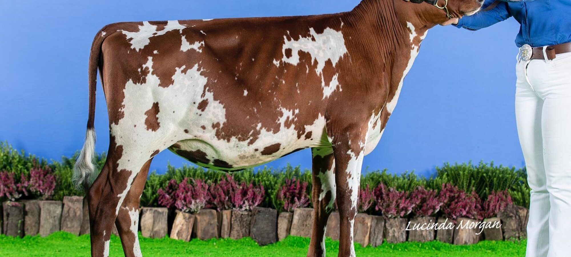 Sired by Troutbeck daring - Trerose Daring Babycham, she sells in the Rosehill Sale on the 6th December 2024.