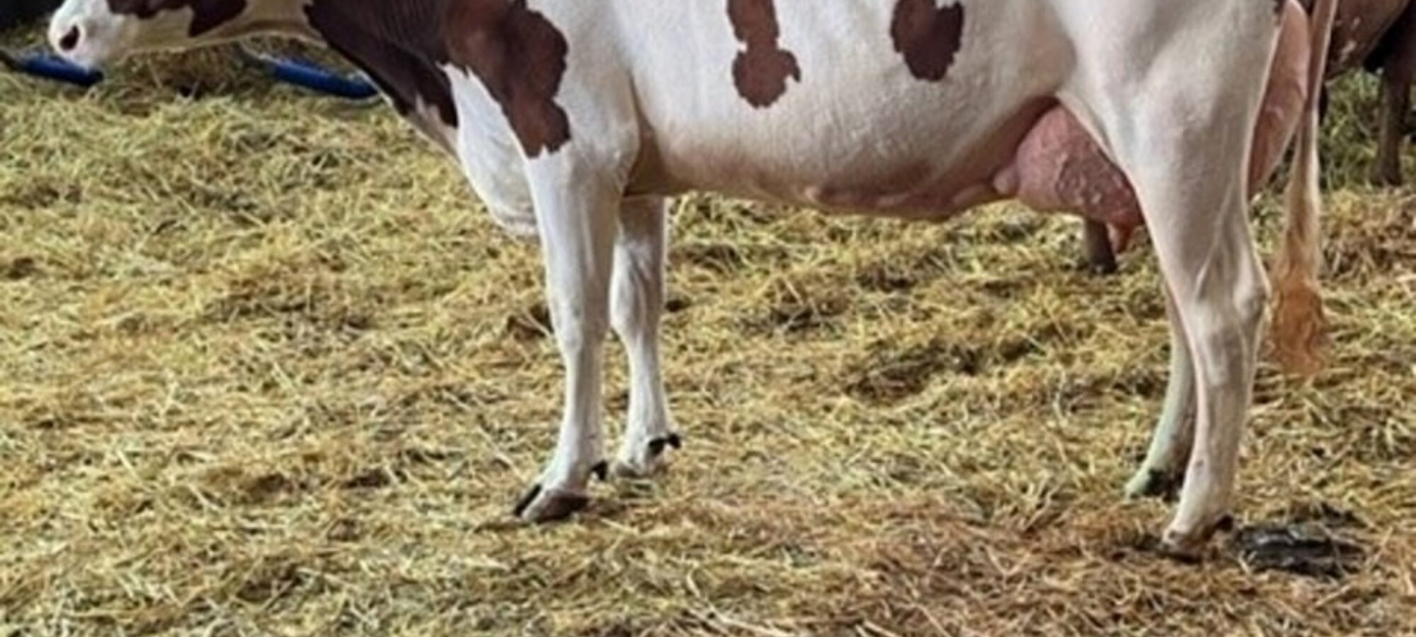 A second calved Sandyford Triclo daughter.