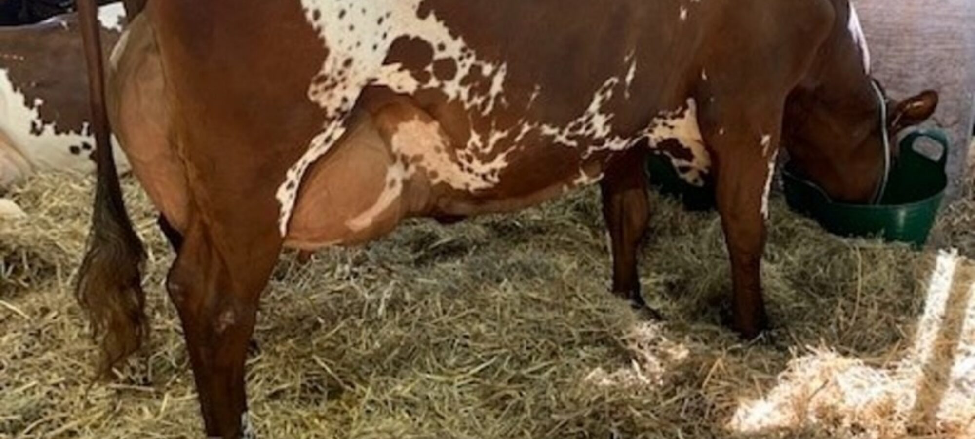 Troutbeck Skyfall Penny Rose