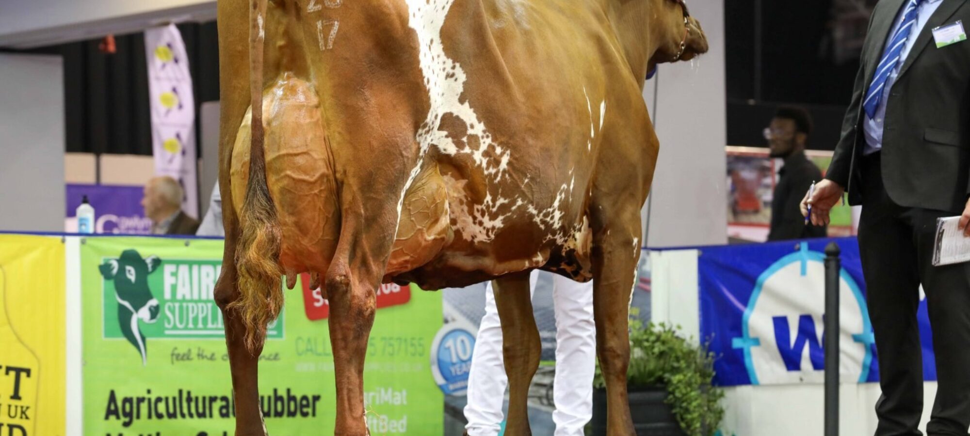 Champion Ayrshire Troutbeck Skyfall Peony