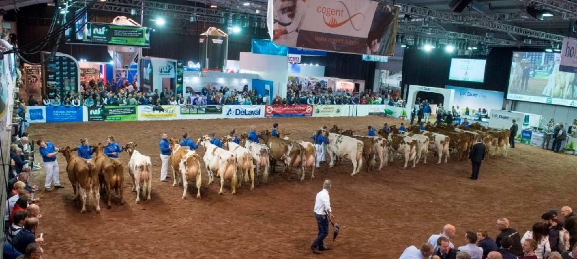 Ayrshire class at the 2017 show