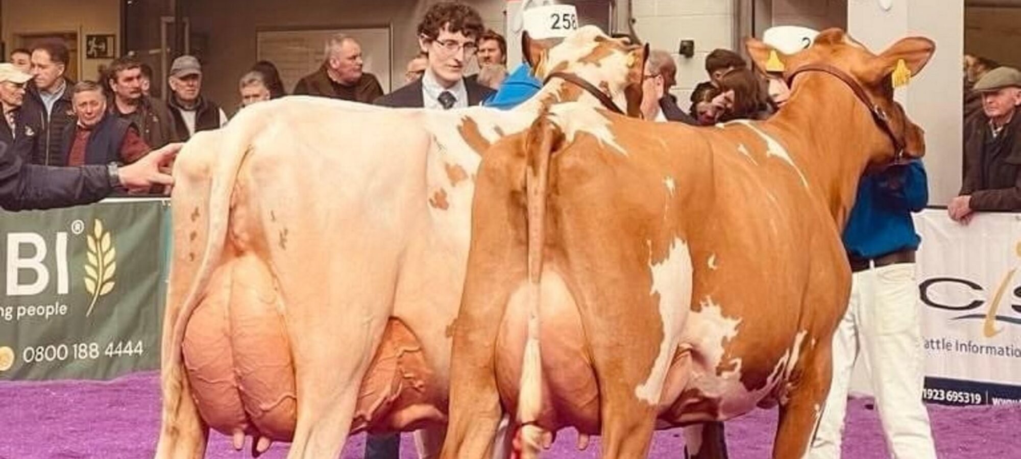 On the left is Morwick Peggy 126 who was Grand Champion and on the right is the Reserve Champion Swaites Nice Girl 37.