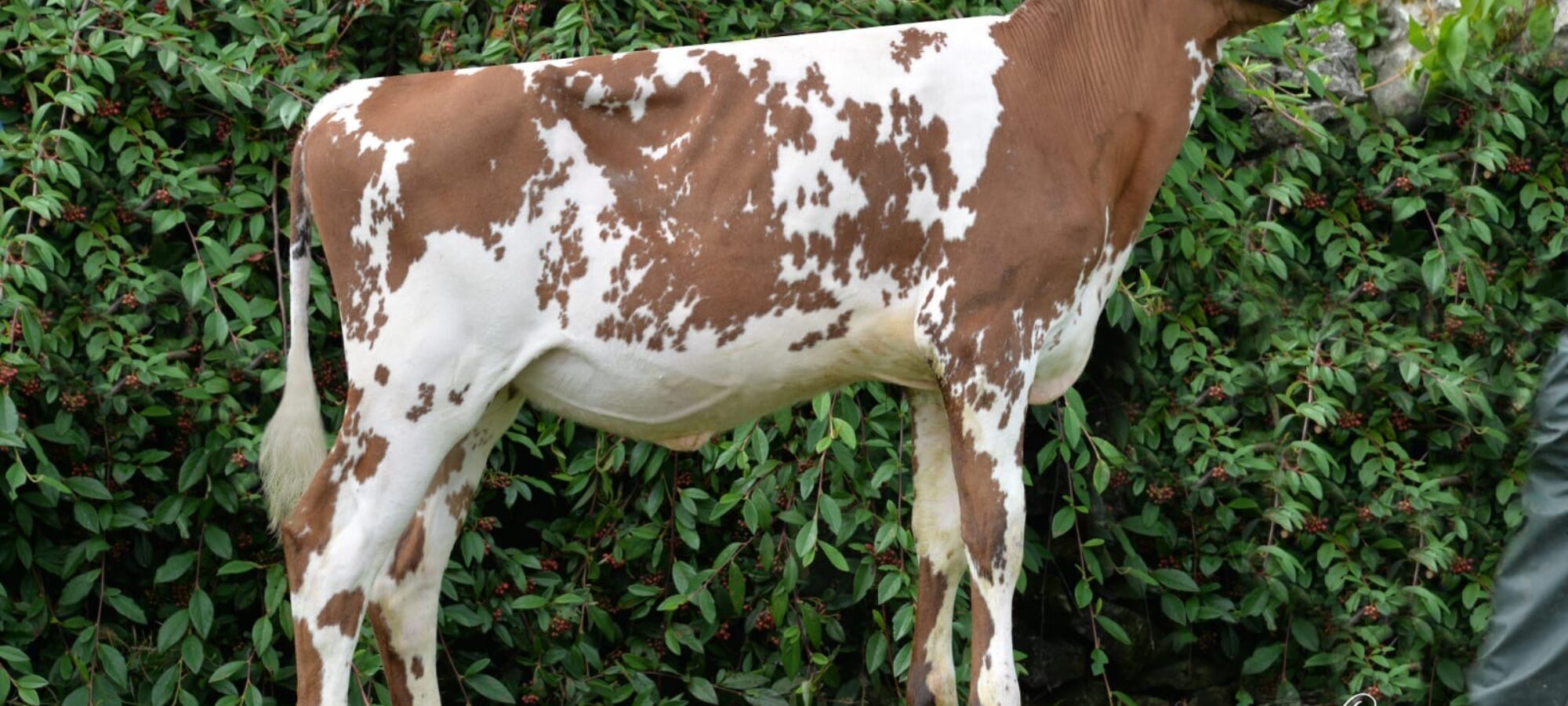 Daughter - Whitecroft Emmie 152