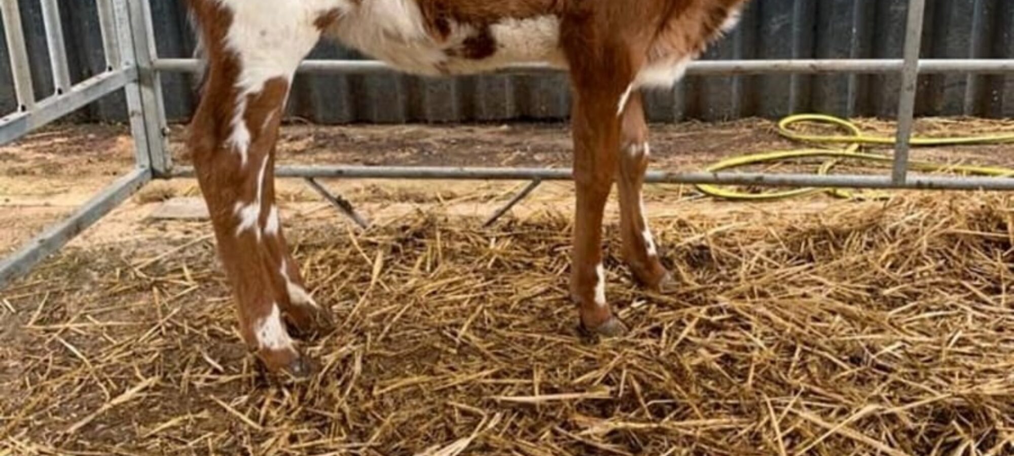 A daughter of Moathouse Monopoly in the Whitecroft herd