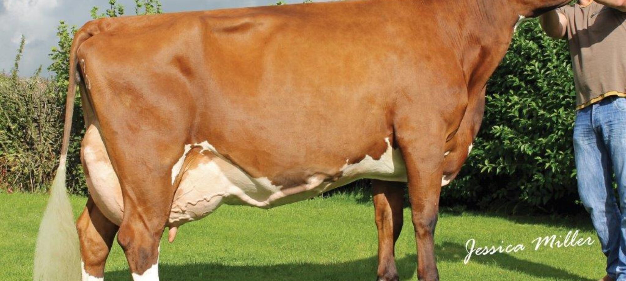 Grand dam of Nectar - Whitecroft Nellie EX94