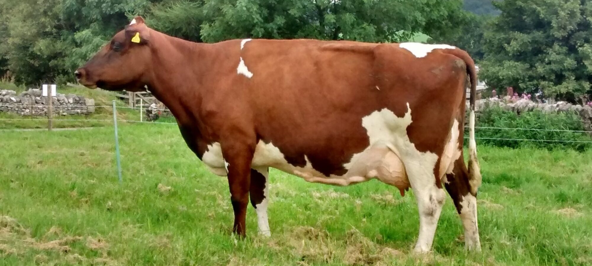 Whitecroft Nellie 49 EX92 the dam of Whitecroft Panell