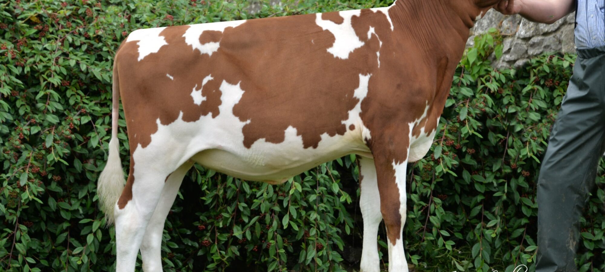 Whitecroft Panell Bella 60 - sired by Whitecroft Panell