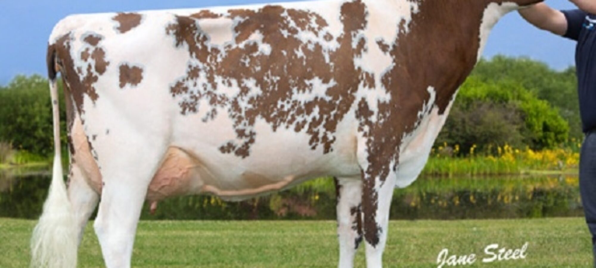 Willhome Modem Caroline VG 86