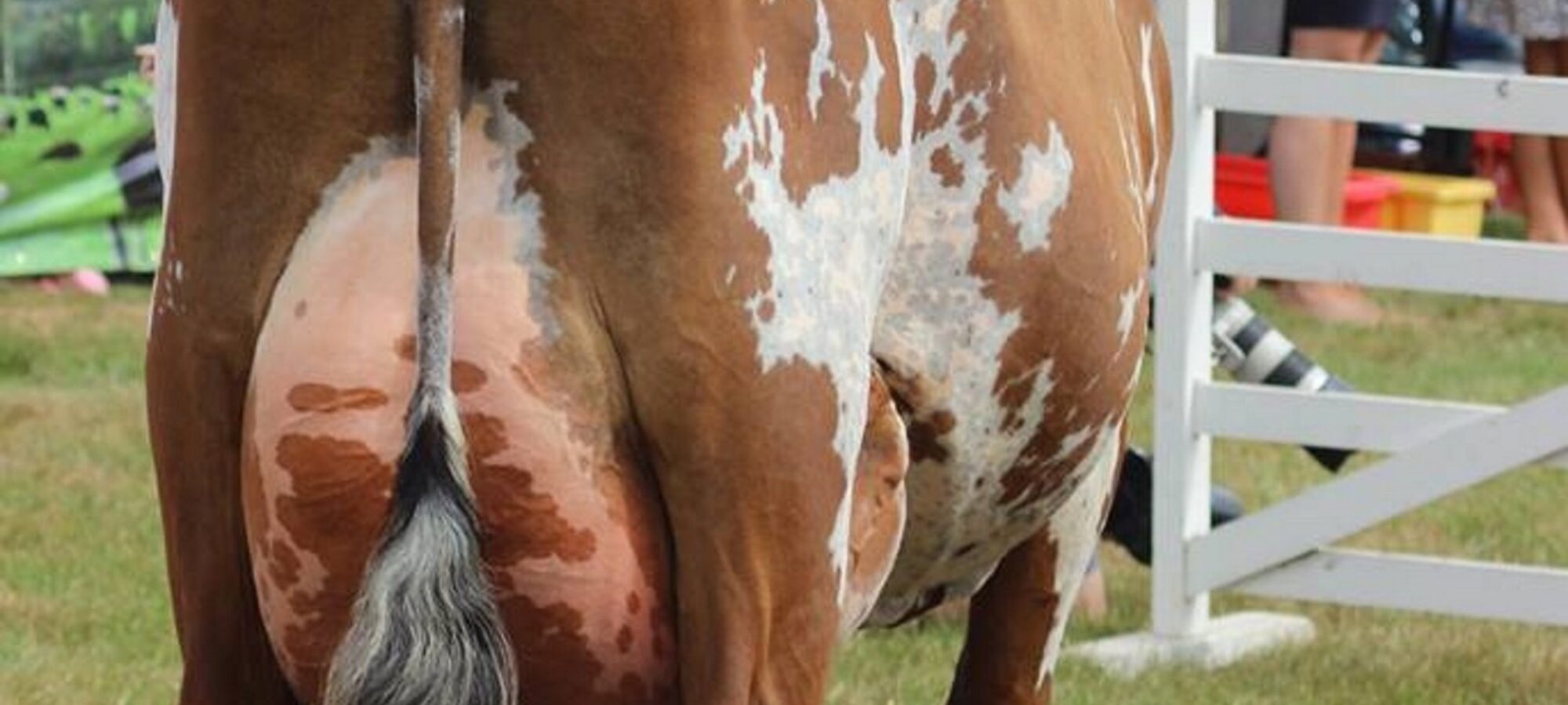 Supreme Champion at the Great Yorkshire Show 2018 - Willowfields Winnie sired by West Mossgiel Modern Reality