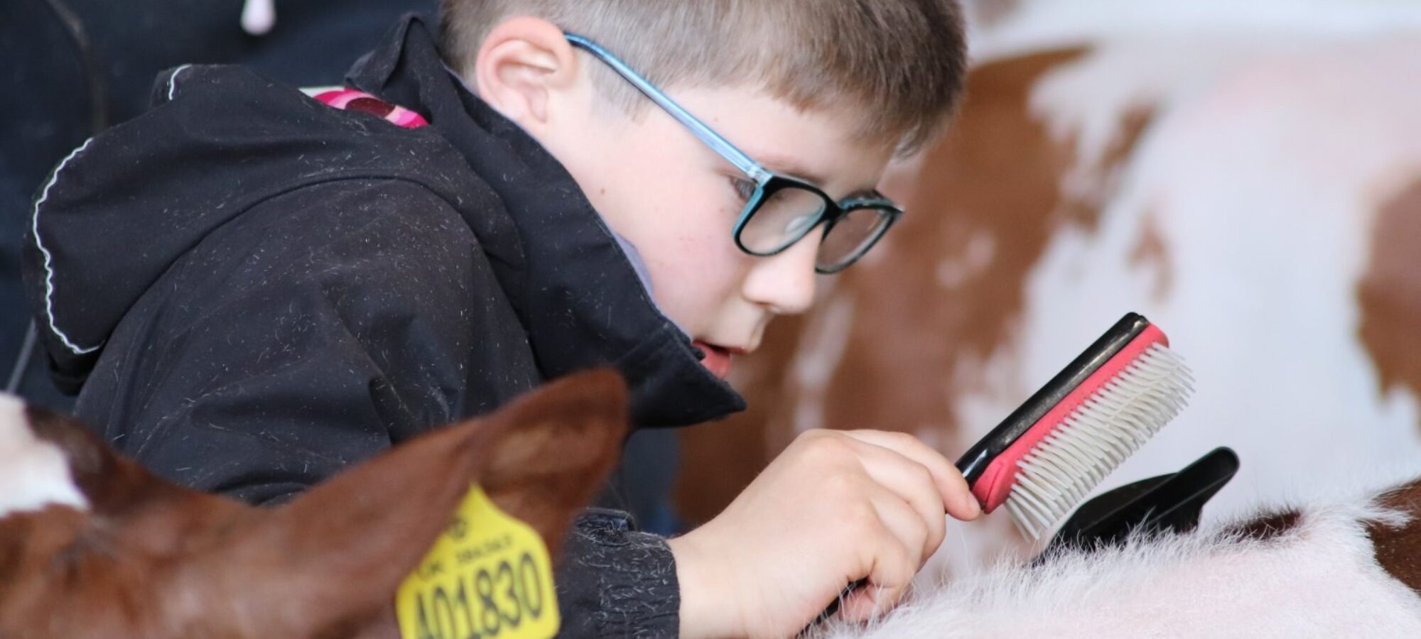 Mathew Gordon competing last year in the clipping competition at the Ayrshire Young Breeders Weekend.